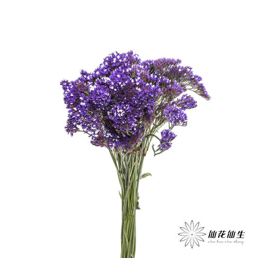 配花 | 紫天星 商品图4