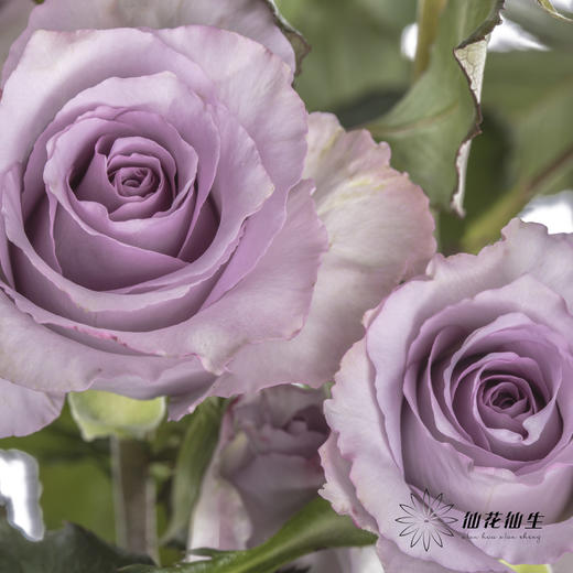 多头玫瑰 | 九星蓝尾狐 商品图7