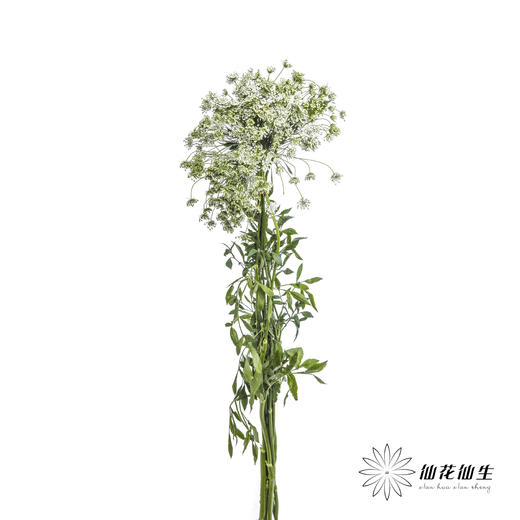 配花 | 蕾丝白色 商品图3