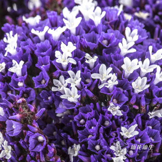 配花 | 紫天星 商品图6