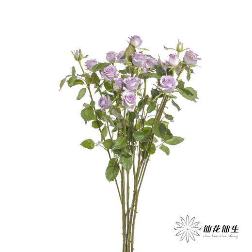 多头玫瑰 | 九星蓝尾狐 商品图4