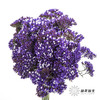 配花 | 紫天星 商品缩略图0