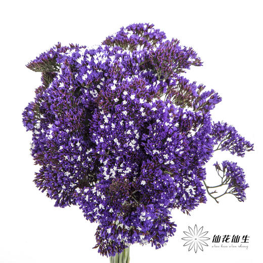 配花 | 紫天星 商品图0