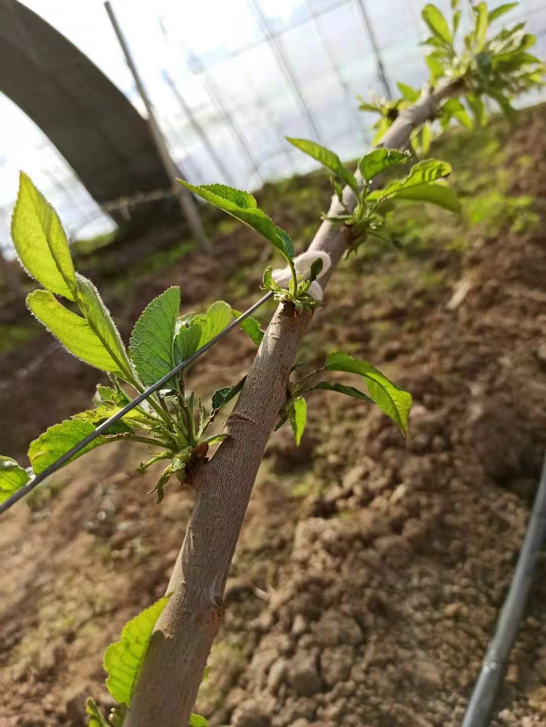 果樹發枝素梨樹櫻桃蘋果等發枝專用發枝素