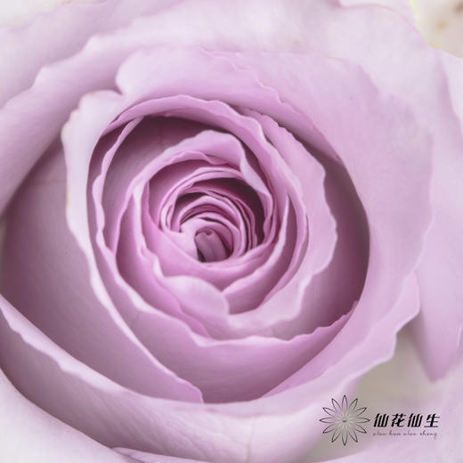 多头玫瑰 | 九星蓝尾狐 商品图2