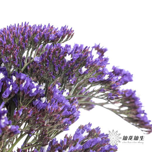 配花 | 紫天星 商品图5