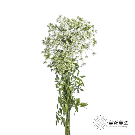 配花 | 蕾丝白色 商品图4