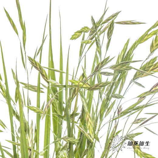 叶材 | 小盼草 商品图1