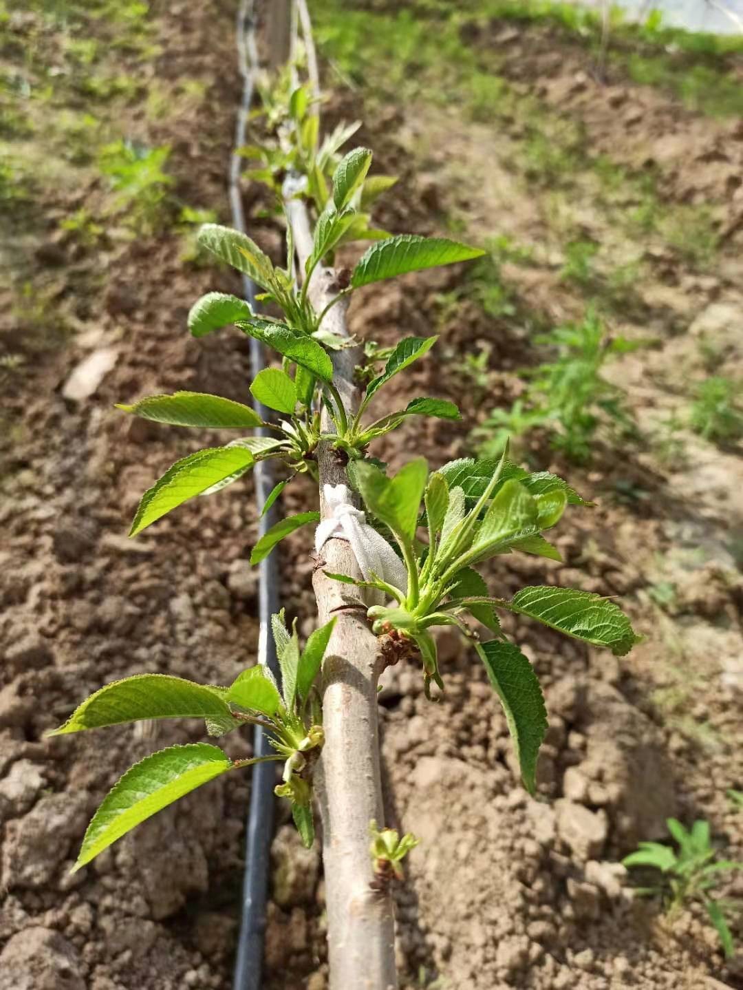 果樹發枝素梨樹櫻桃蘋果等發枝專用發枝素