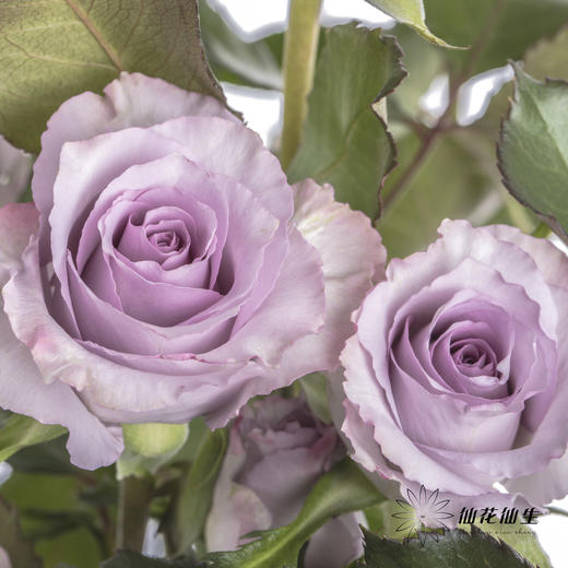 多头玫瑰 | 九星蓝尾狐 商品图3