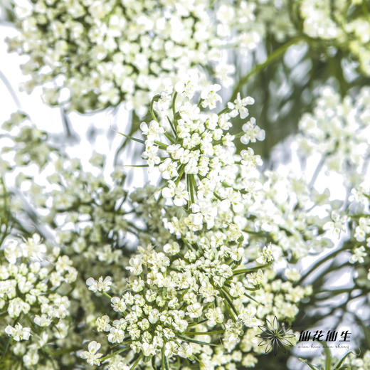 配花 | 蕾丝白色 商品图5