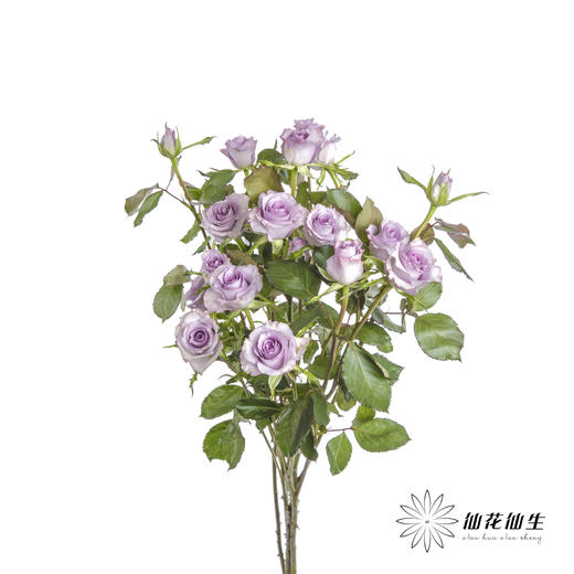 多头玫瑰 | 九星蓝尾狐 商品图0