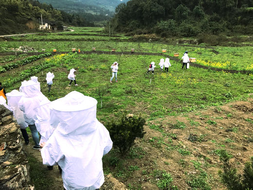 蜜蜂王国奇遇记 探究蜜蜂酿蜜全过程+制作精美琥珀带回家！ 商品图1