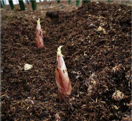 临安鲜笋高山现挖雷笋不发隔夜笋5斤顺丰包邮 商品图3