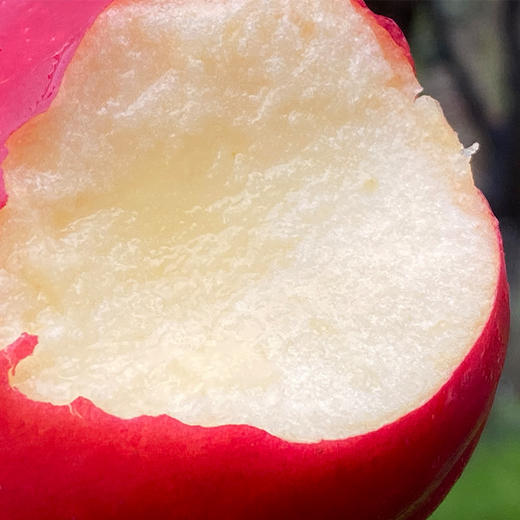 新西兰Posy小花苹果迷你果  |  我是一朵小花，来自纯净原野的清新小花，天然有机生长，红扑扑的自然果色，味道清新纯真，大自然馈赠的淳朴清香！ 商品图1