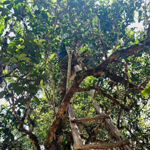 【细叶皇后】2003年稀量头春全芽头纯料，镇店之宝 商品图14