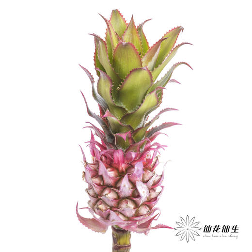 配果 | 小菠萝粉色 商品图6