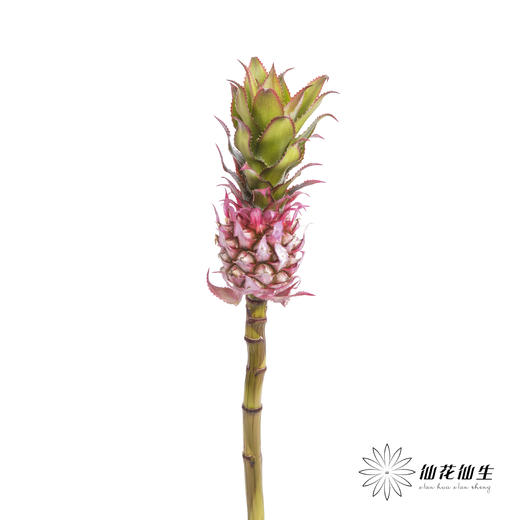 配果 | 小菠萝粉色 商品图5