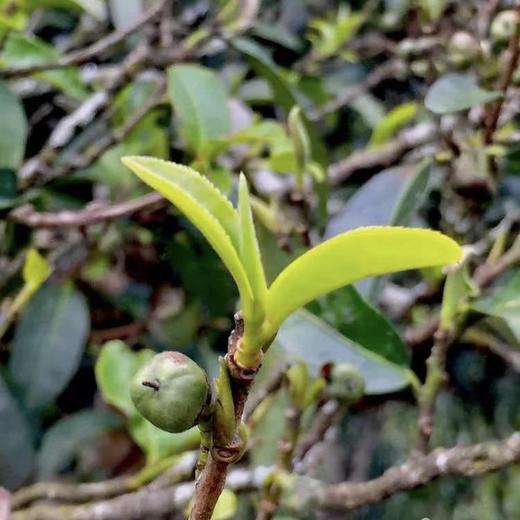 【细叶皇后】2003年稀量头春全芽头纯料，镇店之宝 商品图12