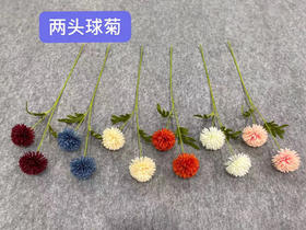 两头球菊【运费自理】