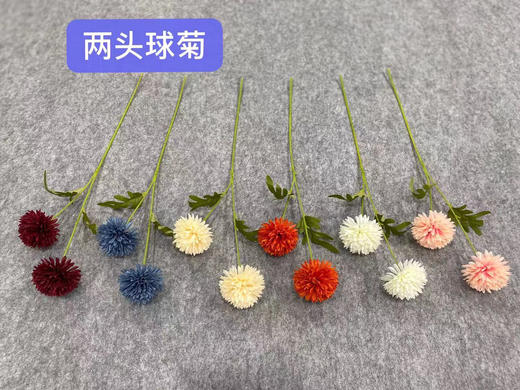 两头球菊【运费自理】 商品图0