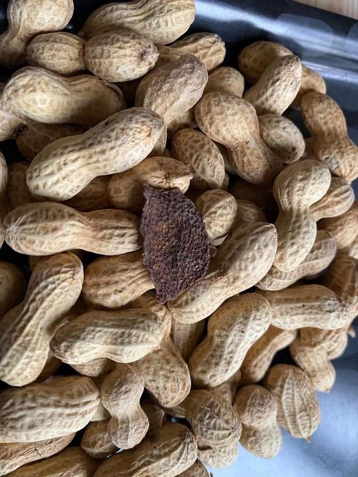 新会十年陈皮花生400克/罐   包邮秒发 商品图3