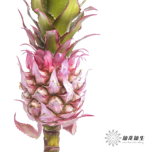 配果 | 小菠萝粉色 商品图1