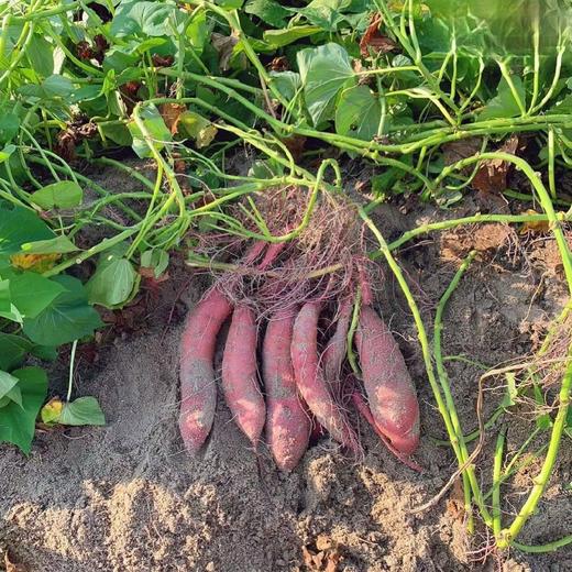 日本高系14号原种！桥头板粟地瓜 5斤红薯装 商品图10