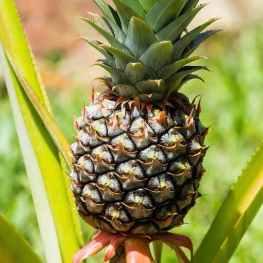 云南香水菠萝 商品图0