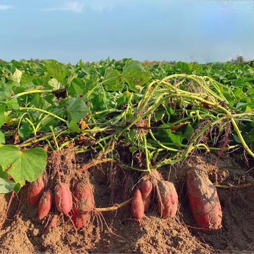 日本高系14号原种！桥头板粟地瓜 5斤红薯装 商品图14