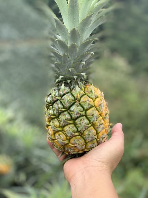 云南香水菠萝 商品图3