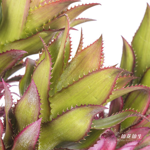 配果 | 小菠萝粉色 商品图7