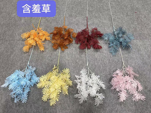 含羞草【运费自理】 商品图0