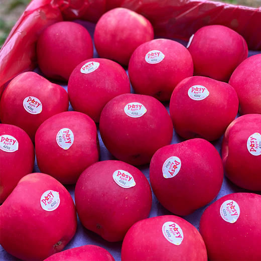 新西兰Posy小花苹果迷你果  |  我是一朵小花，来自纯净原野的清新小花，天然有机生长，红扑扑的自然果色，味道清新纯真，大自然馈赠的淳朴清香！ 商品图5