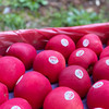 新西兰Posy小花苹果迷你果  |  我是一朵小花，来自纯净原野的清新小花，天然有机生长，红扑扑的自然果色，味道清新纯真，大自然馈赠的淳朴清香！ 商品缩略图7