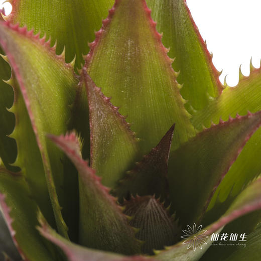 配果 | 小菠萝粉色 商品图3