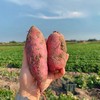 日本高系14号原种！桥头板粟地瓜 5斤红薯装 商品缩略图9