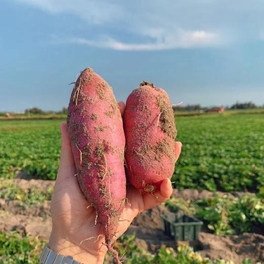 日本高系14号原种！桥头板粟地瓜 5斤红薯装 商品图9