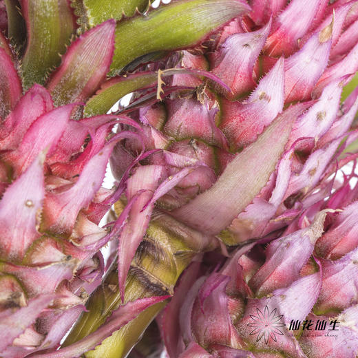 配果 | 小菠萝粉色 商品图2