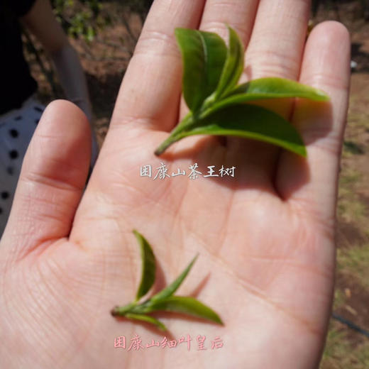 【细叶皇后】2003年稀量头春全芽头纯料，镇店之宝 商品图11