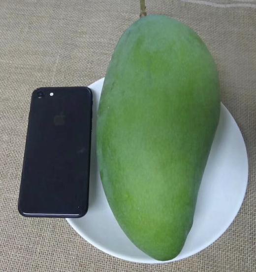 越南大青芒（云南） 商品图2