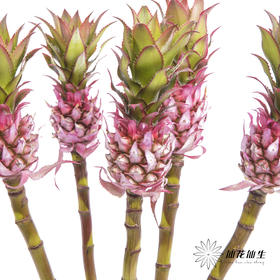 配果 | 小菠萝粉色