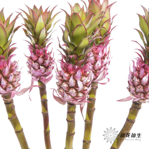 配果 | 小菠萝粉色 商品图0