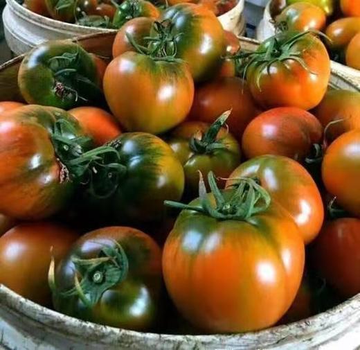 【大连有机铁皮柿子】约4.5斤，绿色种植，营养丰富 商品图0