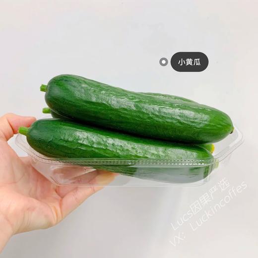 清脆爽口小黄瓜 1根 商品图3