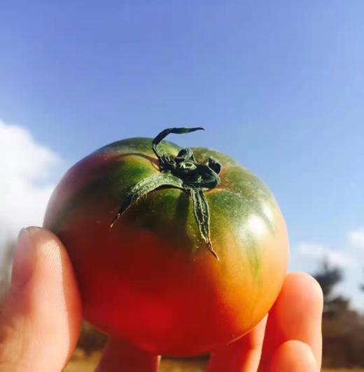 【大连有机铁皮柿子】约4.5斤，绿色种植，营养丰富 商品图4