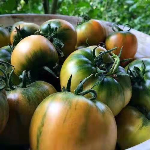 【大连有机铁皮柿子】约4.5斤，绿色种植，营养丰富 商品图3