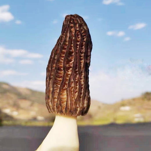 新鲜头茬羊肚菌 | 赠菜谱+礼袋！来自云南高海拔的馈赠 个大肉厚 菌香四溢 每一朵都是精选 现采现发 商品图3