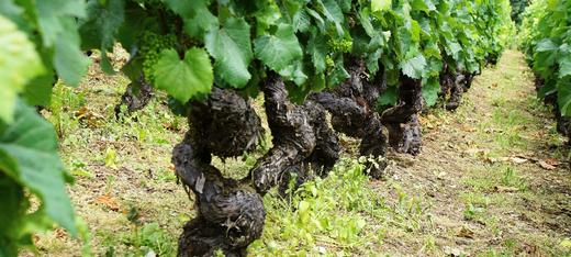 Ancient Vines 商品图0