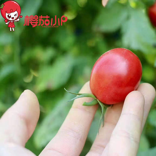 千禧圣女果   4斤装（珍珠棉+彩印礼盒） 商品图1